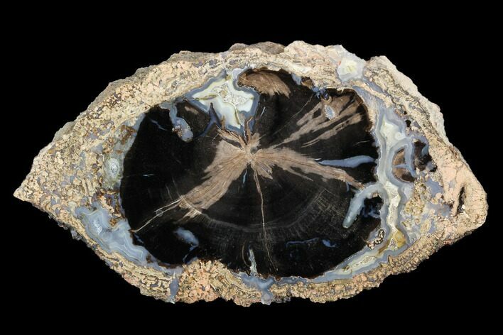 Petrified Wood (Schinoxylon) Slab - Blue Forest, Wyoming #99259